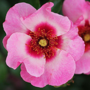 Whartons Roses ‘Bright as a Button’ Shrub Rose (3-Litre Pot) image 0