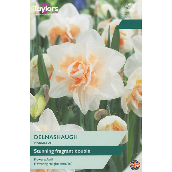 Narcissus ‘Delnashaugh’ Daffodil (5 Bulbs) image 0