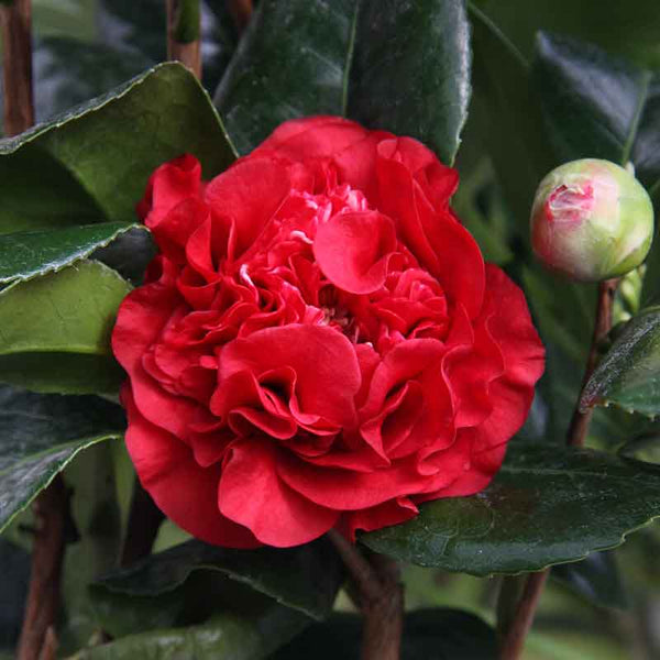 Camellia japonica 'Ruby Wedding' (4 litre pot) image 0
