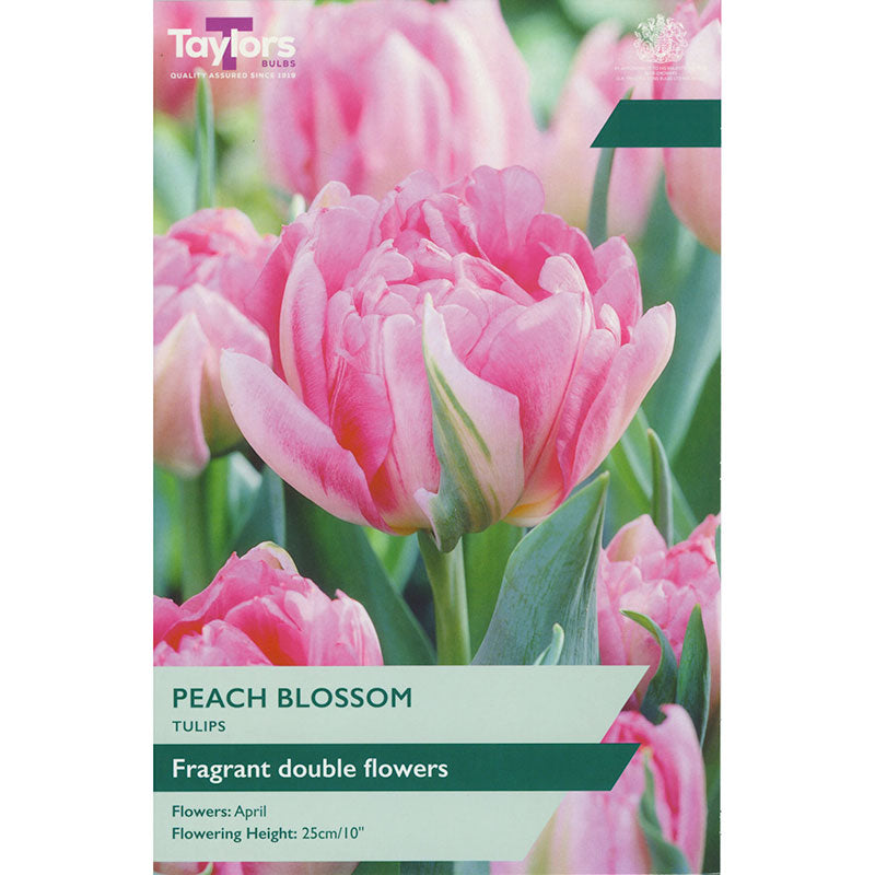 Tulip 'Peach Blossom' (6 bulbs) image 0
