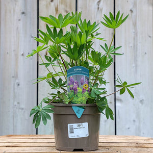 Lupin ‘Legendary Blue Shades’ (2-Litre Pot) image 0