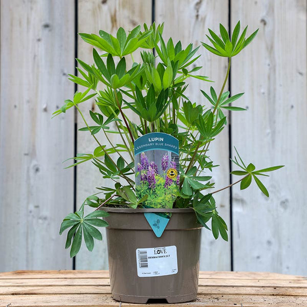 Lupin ‘Legendary Blue Shades’ (2-Litre Pot) image 0