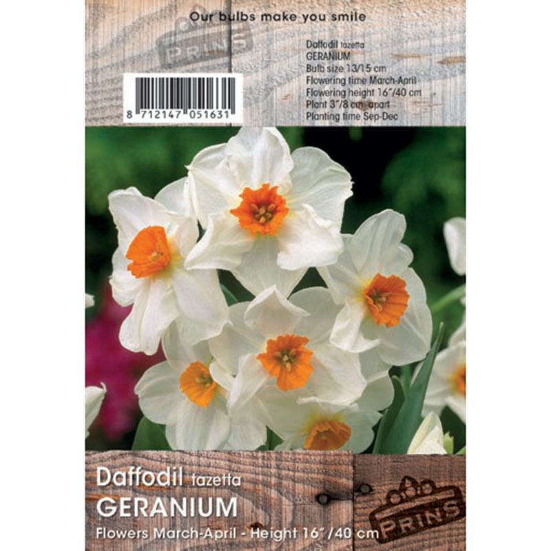 Narcissus tazetta ‘Geranium’ Daffodil (3kg Bag of Bulbs) image 0