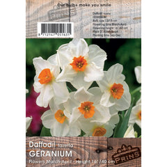 Narcissus tazetta ‘Geranium’ Daffodil (3kg Bag of Bulbs) image 0
