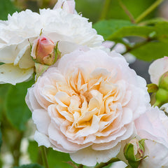 David Austin Emily Brontë® English Shrub Rose (6-Litre Pot) image 0