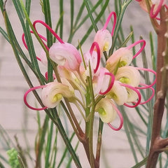 Grevillea johnsonii (2-Litre Pot) image 0