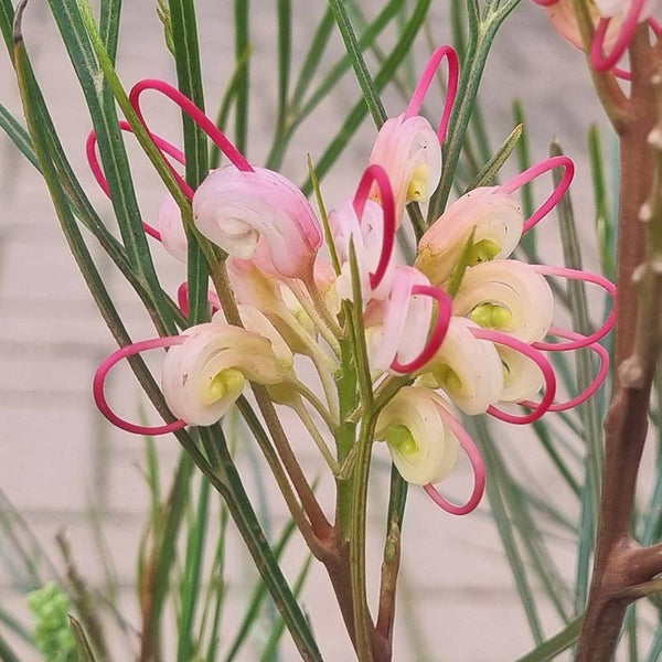 Grevillea johnsonii (2-Litre Pot) image 0
