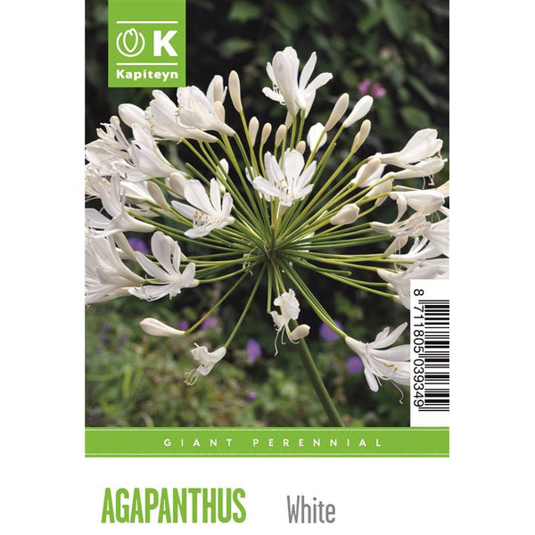 Giant Agapanthus Umbellatus Alba (1 Bulb) image 0