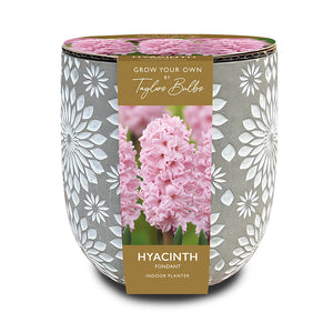 Engraved Stone Hyacinth ‘Fondant’ Indoor Planter Set (3 Bulbs) image 0