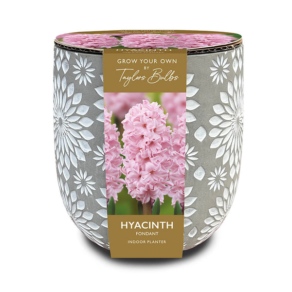 Engraved Stone Hyacinth ‘Fondant’ Indoor Planter Set (3 Bulbs) image 0