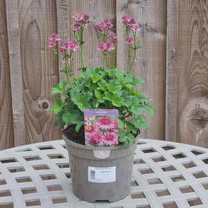 Astrantia ‘Roma’ (3-Litre Pot) image 2
