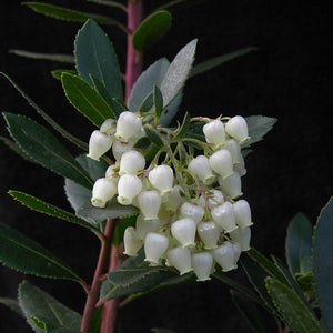 Arbutus unedo ‘Strawberry Tree’ (12-Litre Pot) image 1
