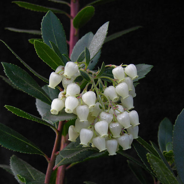 Arbutus unedo ‘Strawberry Tree’ (12-Litre Pot) image 1