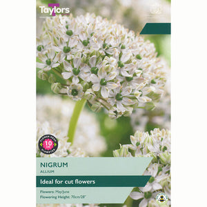 Allium 'Nigrum' (6 Bulbs) image 0
