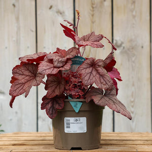 Heucherella ‘Peach Tea’ (2-Litre Pot) image 0