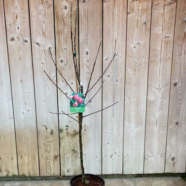 'Spartan' Apple Tree (12 Litre Pot) image 1
