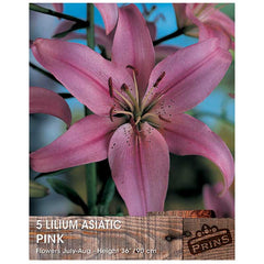 Lilium 'Asiatic Pink' Bulbs image 0