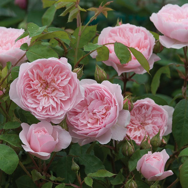 David Austin Wisley 2008® English Shrub Rose (6-Litre Pot) image 1