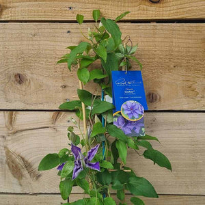 Raymond Evison Clematis Lindsay image 3