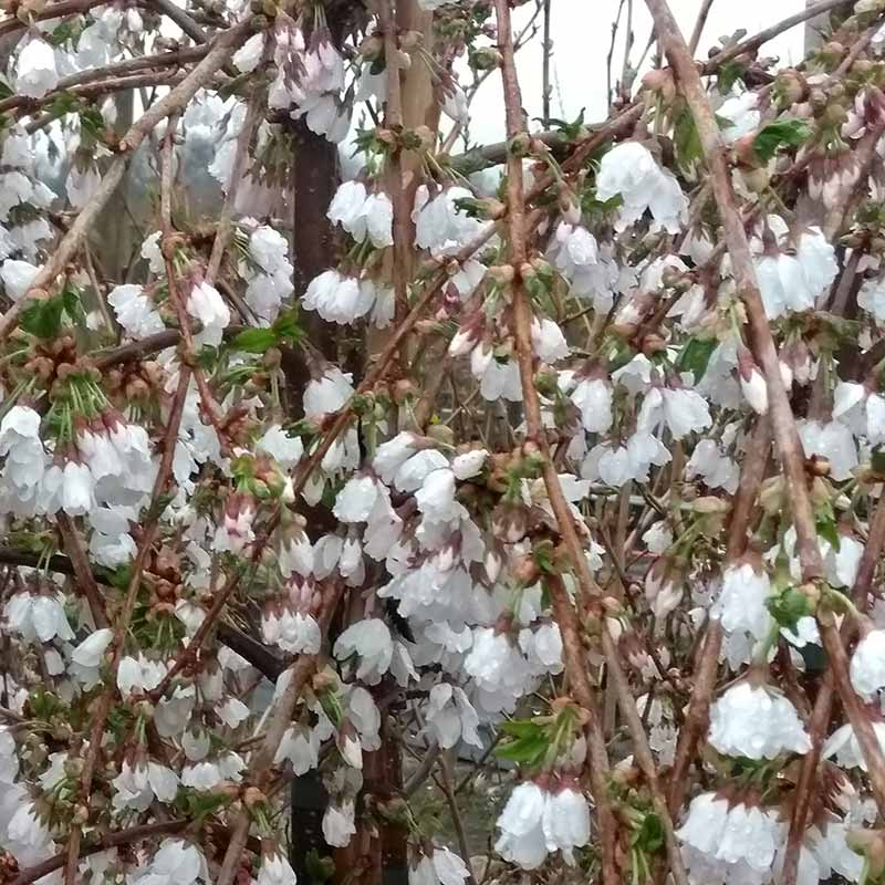 Prunus ‘Snow Showers’ Tree (Cherry Blossom) (12-Litre Pot) image 0