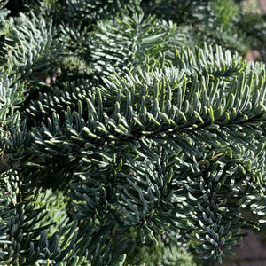 Needlefresh Noble Fir Pot Grown Christmas Tree image 2