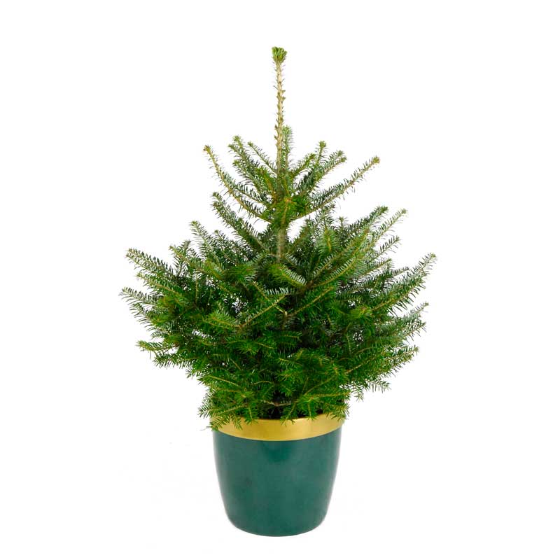 Needlefresh Korean Fir Pot Grown Christmas Tree image 0