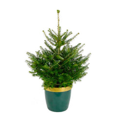 Needlefresh Korean Fir Pot Grown Christmas Tree image 0