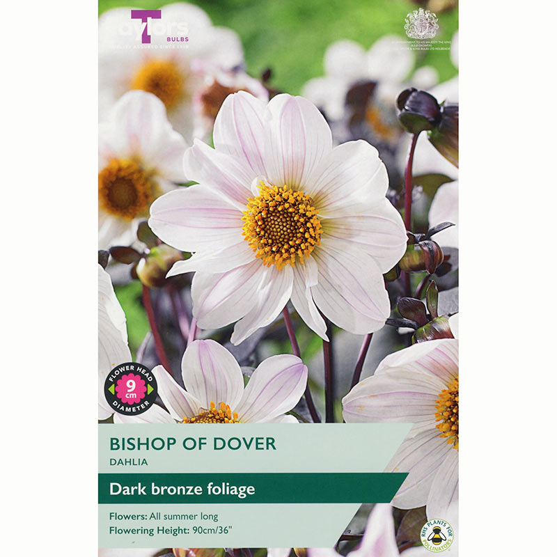 Dahlia 'Bishop of Dover' with Streaked White Flowers (1 Tuber) image 0