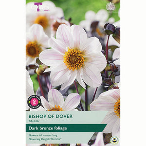 Dahlia 'Bishop of Dover' with Streaked White Flowers (1 Tuber) image 0