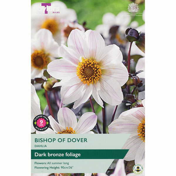 Dahlia 'Bishop of Dover' with Streaked White Flowers (1 Tuber) image 0
