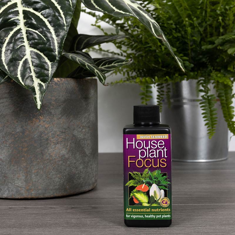 Growth Technology Houseplant Focus with Seaweed image 0