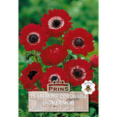 Anemone 'St Brigid Governor' (15 bulbs) image 0