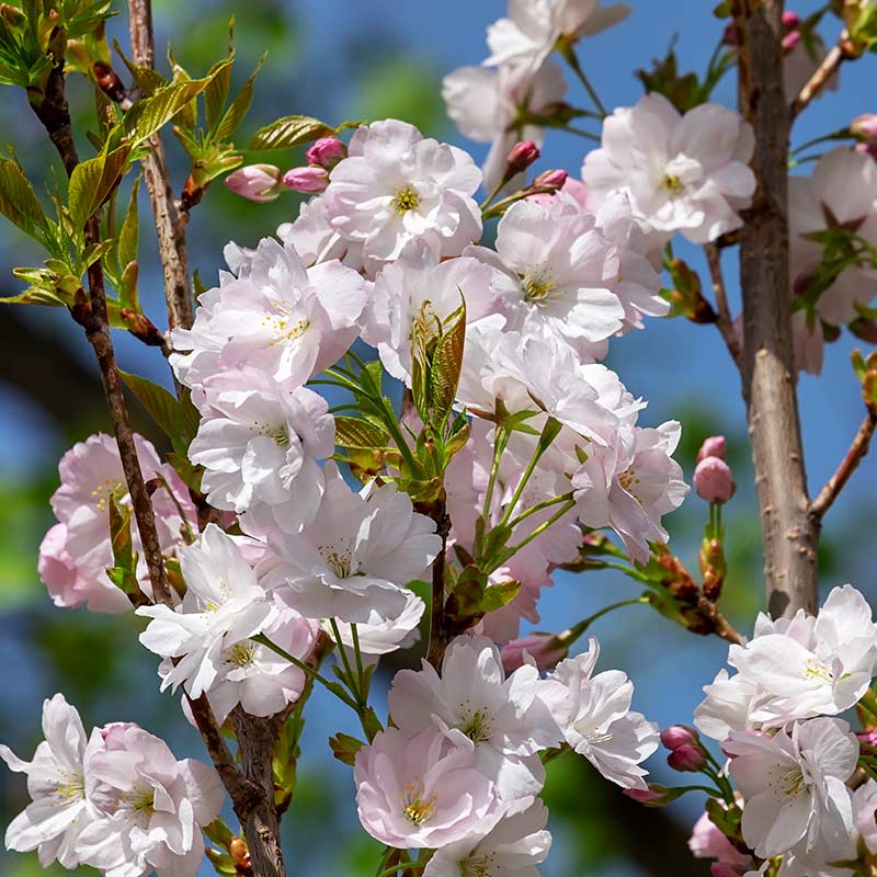 Prunus 'Jacqueline' Tree (Cherry Jacqueline) (12-Litre Pot) image 0