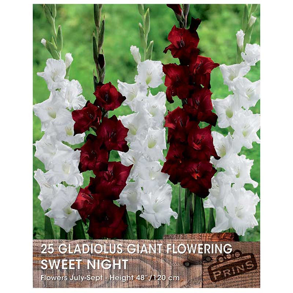 Gladiolus Giant Flowering 'Sweet Night' - 25 bulbs image 0