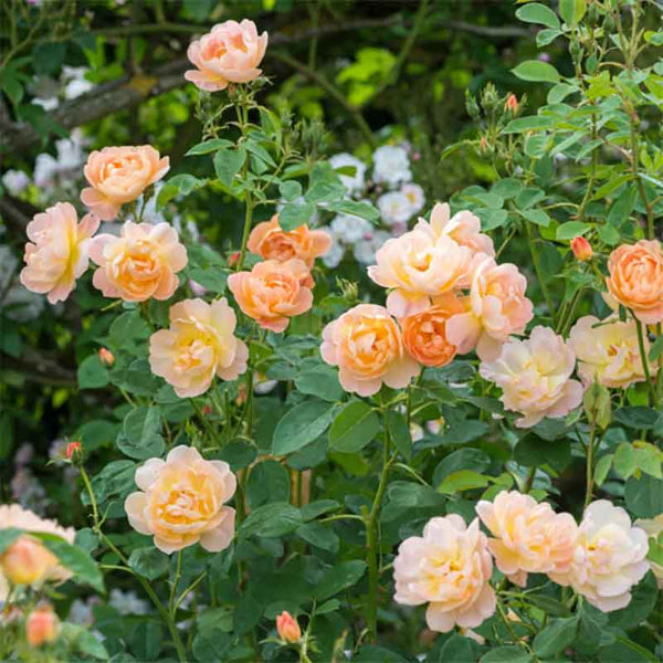 David Austin The Lark Ascending® English Shrub Rose (6-Litre Pot) image 1