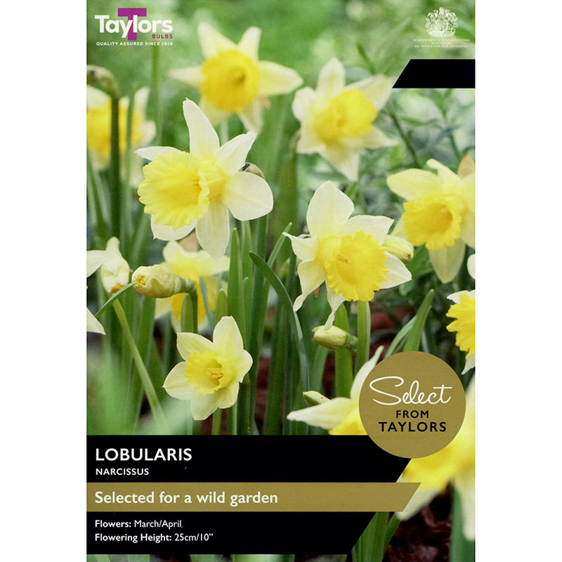 Narcissus Lobularis Daffodil (8 Bulbs) image 0