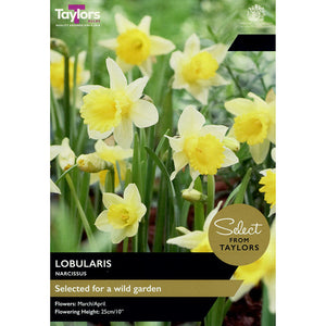 Narcissus Lobularis Daffodil (8 Bulbs) image 0