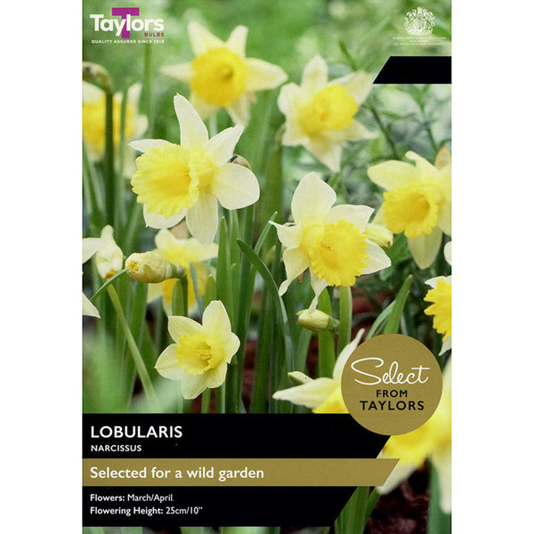 Narcissus Lobularis Daffodil (8 Bulbs) image 0