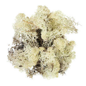 My Village Natural Reindeer Moss (50g) image 0