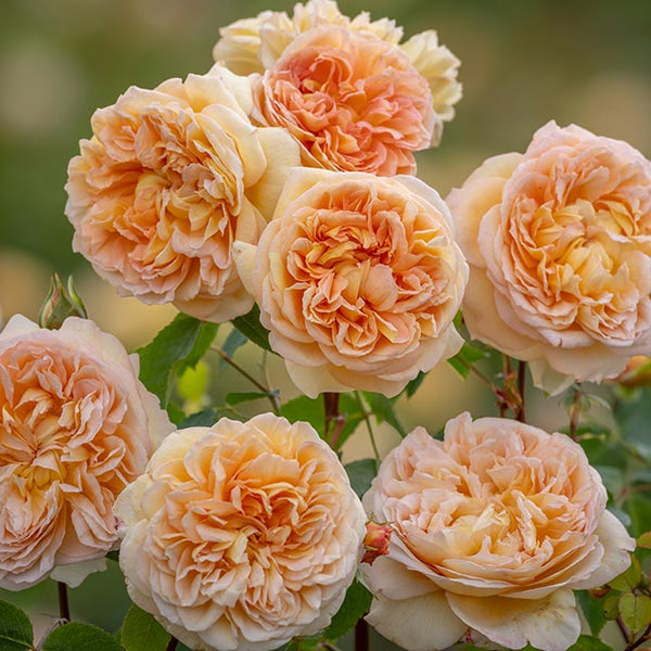 David Austin Bathsheba® English Climbing Rose (6-Litre Pot) image 0