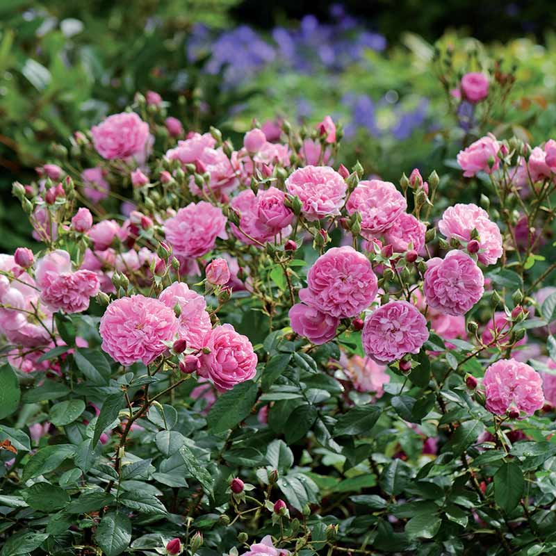 David Austin Harlow Carr® English Shrub Rose (6-Litre Pot) image 0