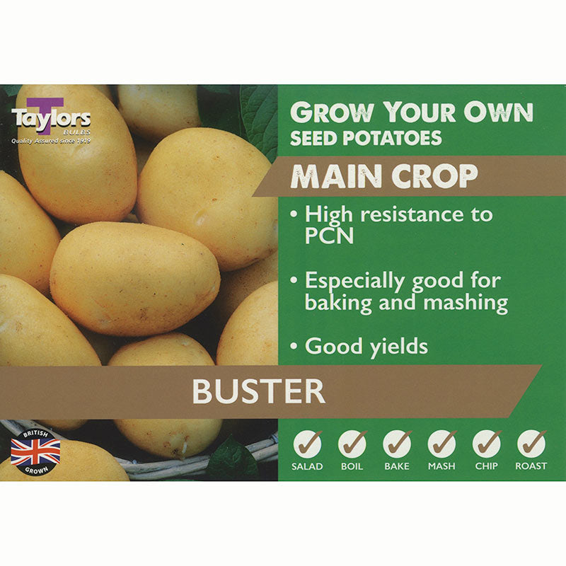 Buster Main Crop Seed Potatoes (2kg Bag) image 0