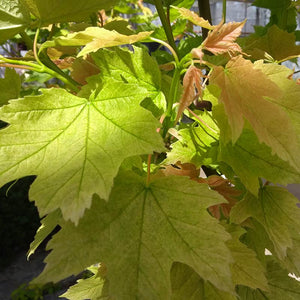 Acer pseudoplatanus 'Brilliantissimum' Tree (Sycamore) (12-Litre Pot) image 0