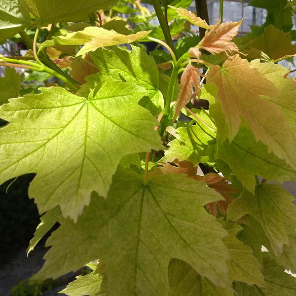 Acer pseudoplatanus 'Brilliantissimum' Tree (Sycamore) (12-Litre Pot) image 0
