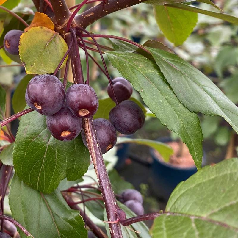 Malus Direcktor Moerland Tree (Crab Apple) (12-Litre Pot) image 0