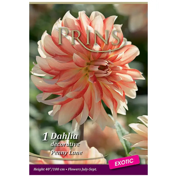 Dahlia Decorative 'Penny Lane' (1 tuber) image 0