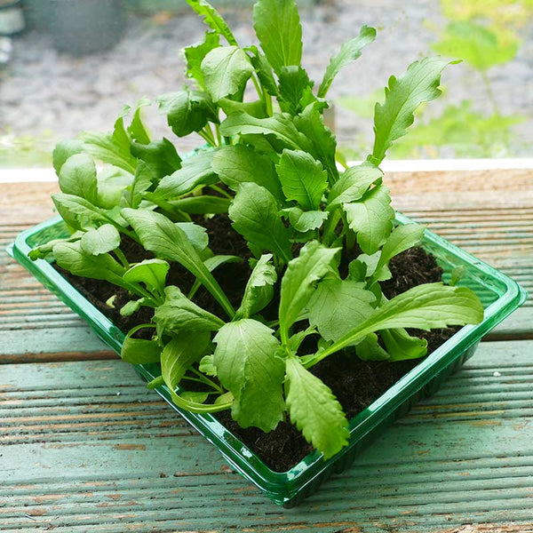 Gro-Sure Visiroot Seed Tray (Pack of 4) image 3