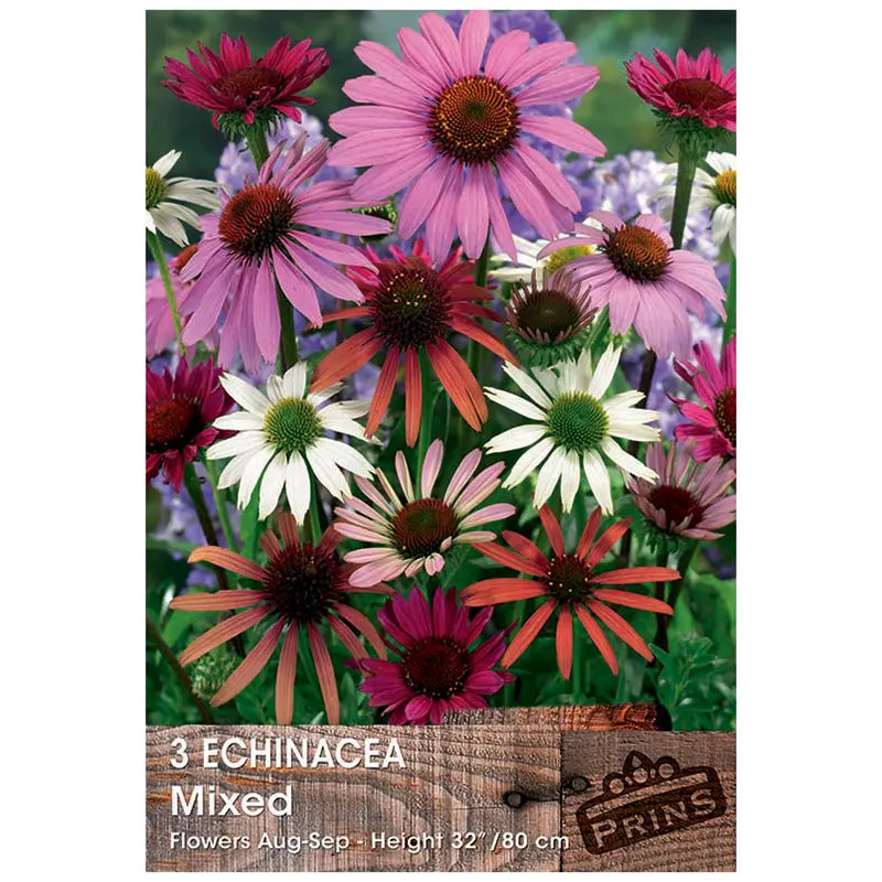 Echinacea 'Mixed' (3 bulbs) image 0