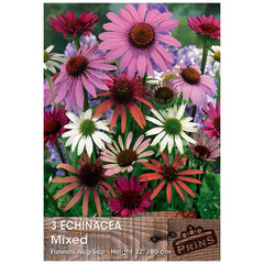 Echinacea 'Mixed' (3 bulbs) image 0