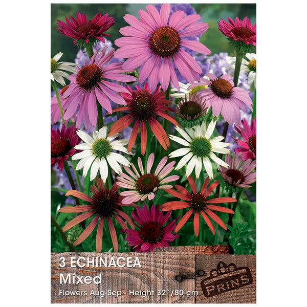 Echinacea 'Mixed' (3 bulbs) image 0